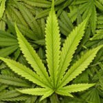 Marijuana leaves (Shutterstock)