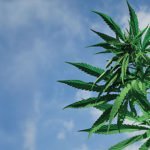 cannabis-plant2 WEB