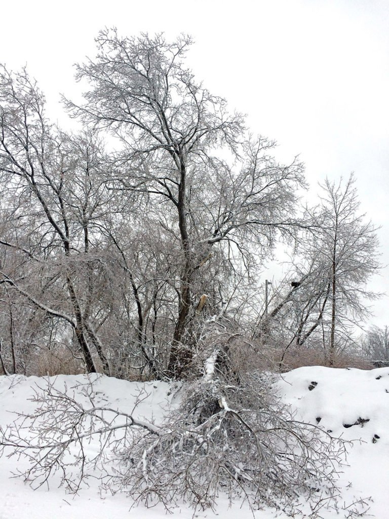 Laval copes with ‘Ice Storm 2019’