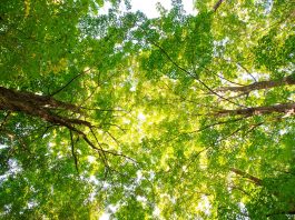 City pursuing its goal to increase the ‘tree canopy’