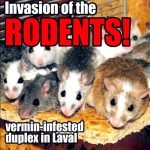 InvasionRodents