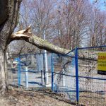 TLN3108ChomedeyTreeDamage2