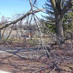 TLN3108ChomedeyTreeDamage4