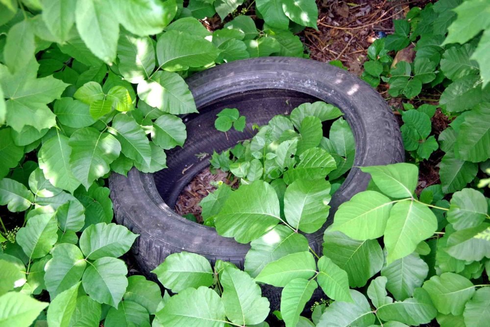 Is Chomedey’s 2nd Street a dumping ground for garbage and bio-waste?