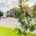 Plantation arbre