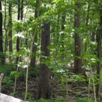 ArmandFrappierWoods
