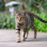 Cat walks in the park